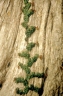 Ficus pumila