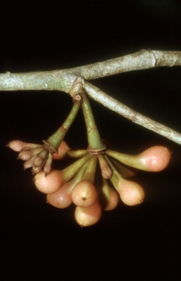 Anaxagorea dolichocarpa