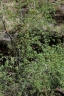 Phyllanthus reticulatus
