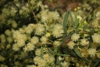 Acacia victoriae