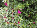 Fuchsia thymifolia