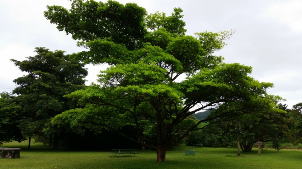 Terminalia ivorensis