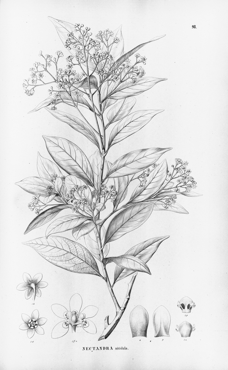 Nectandra nitidula