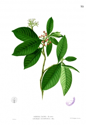 Psychotria luzoniensis