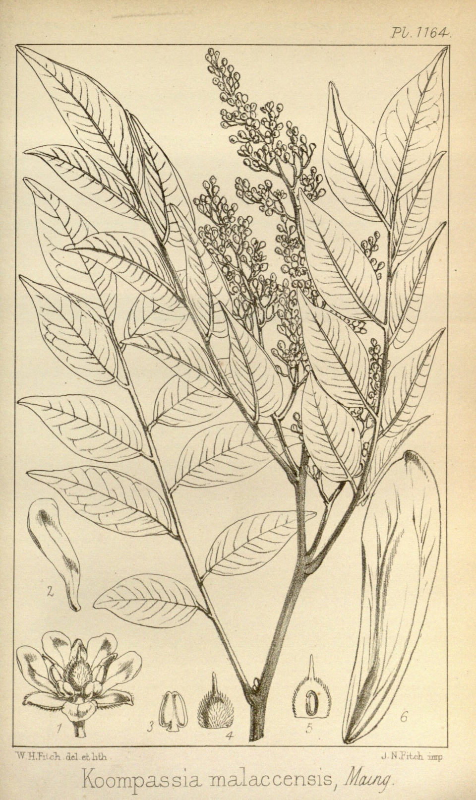 Koompassia malaccensis
