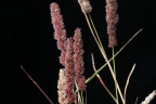 Eragrostis ciliaris