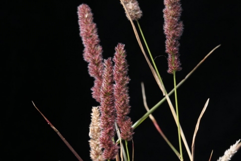 Eragrostis ciliaris