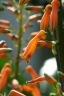 Aloe parvibracteata