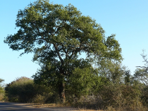 Berchemia discolor