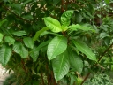 Fuchsia arborescens