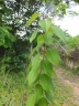 Maprounea africana