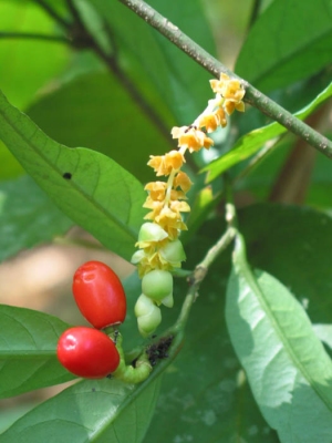 Lepionurus sylvestris