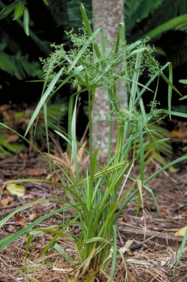 Cyperus laxus