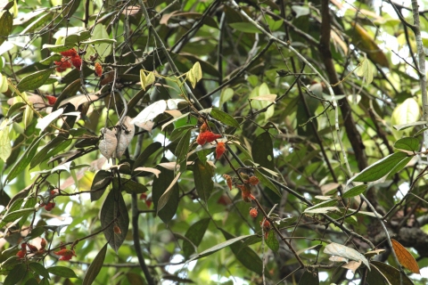 Agelaea borneensis