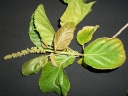 Croton sylvaticus
