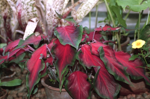 Caladium bicolor