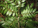 Dalbergia orientalis