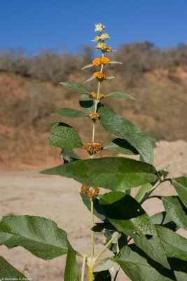 Buddleja tucumanensis