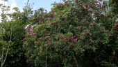 Andira fraxinifolia
