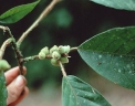 Ficus trigona