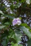 Solanum wrightii