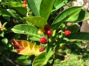 Psychotria mariana