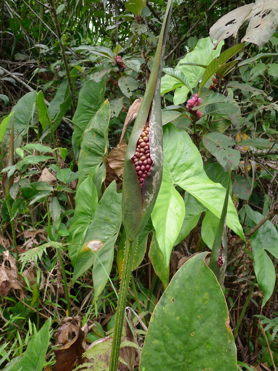 Lasimorpha senegalensis
