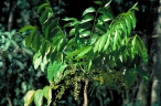 Ailanthus integrifolia