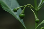Solanum spirale