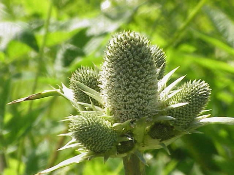 Eryngium pandanifolium