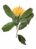 Stifftia chrysantha