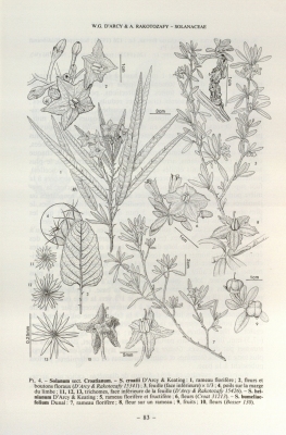 Solanum heinianum