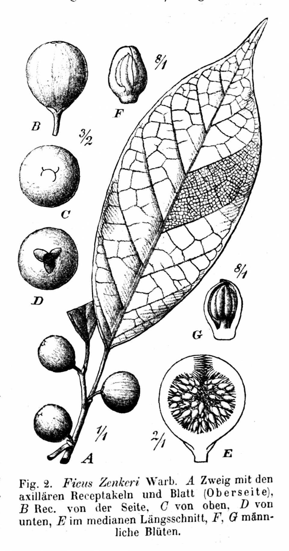 Ficus variifolia