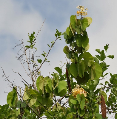 Bauhinia vahlii