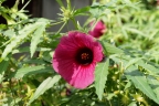 Hibiscus radiatus