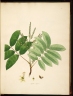 Lepisanthes rubiginosa