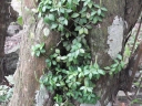 Peperomia tetraphylla
