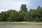 Alstonia angustifolia