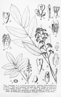 Canarium polyphyllum
