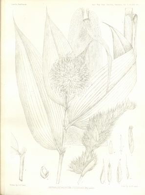 Cephalostachyum latifolium