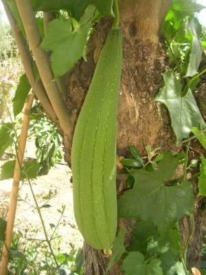 Luffa aegyptiaca