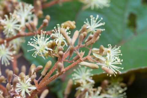 Heliocarpus appendiculatus