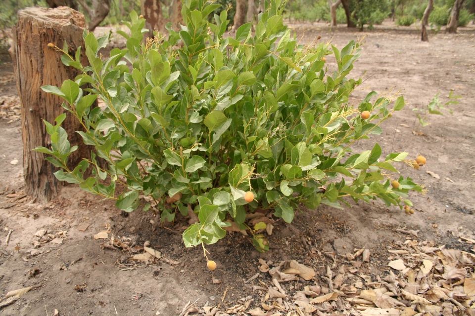 Icacina oliviformis