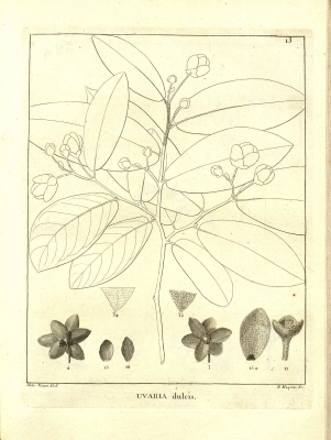 Anomianthus dulcis