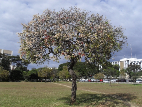 Eugenia dysenterica