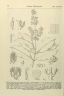 Cratoxylum arborescens