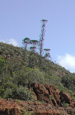 Araucaria bernieri