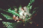 Crotonogyne preussii