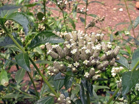 Lippia multiflora