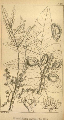 Commiphora woodii